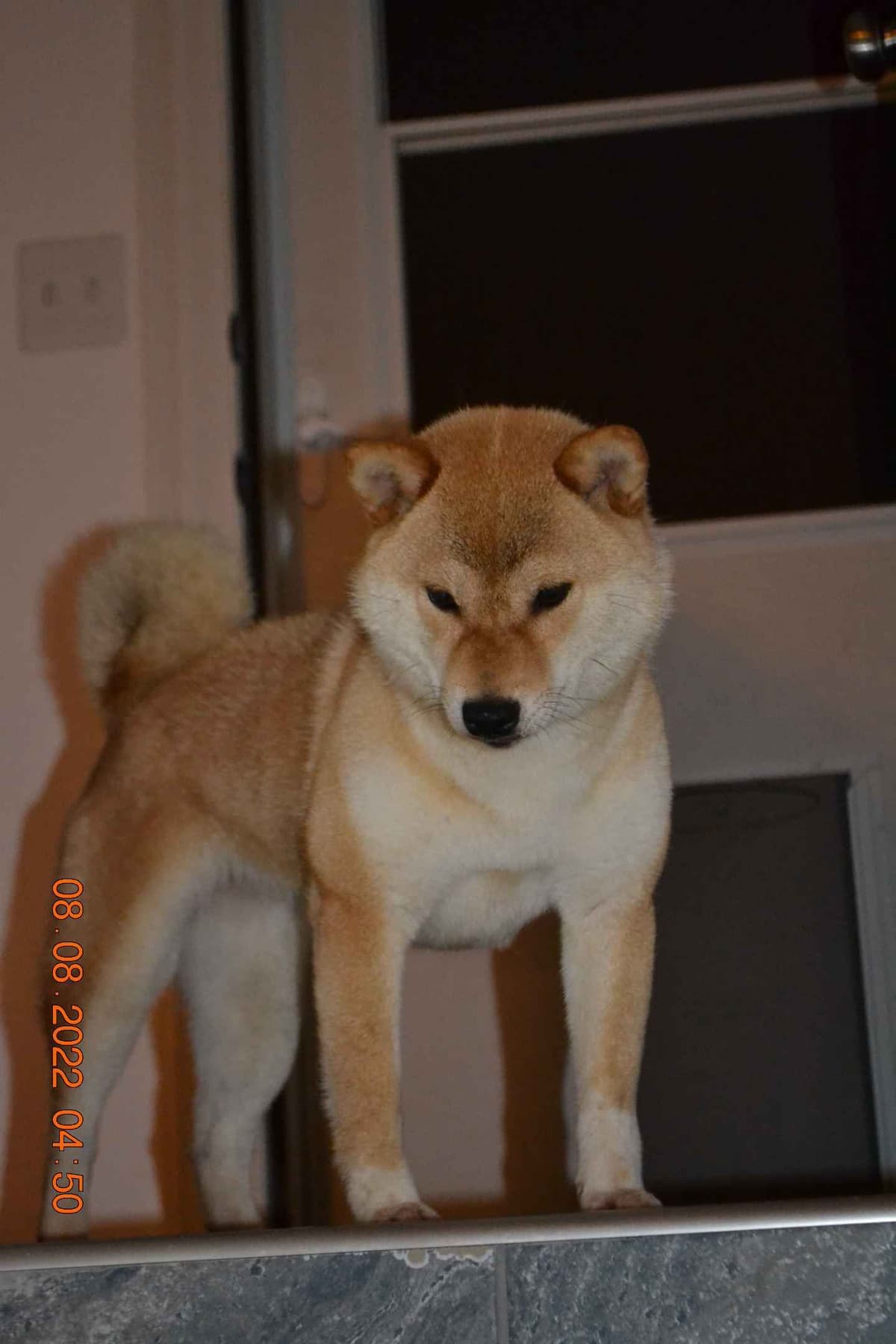 Goldkress Me Espresso (Mia) breeder image 7