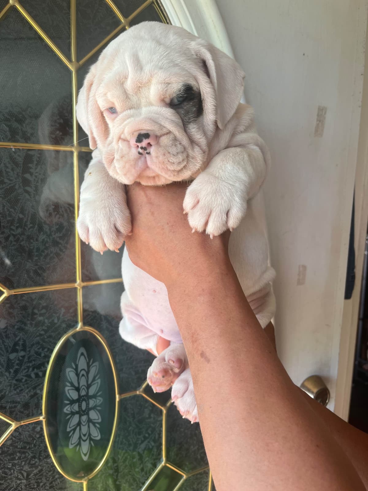 French Bulldog Puppies breeder image 1