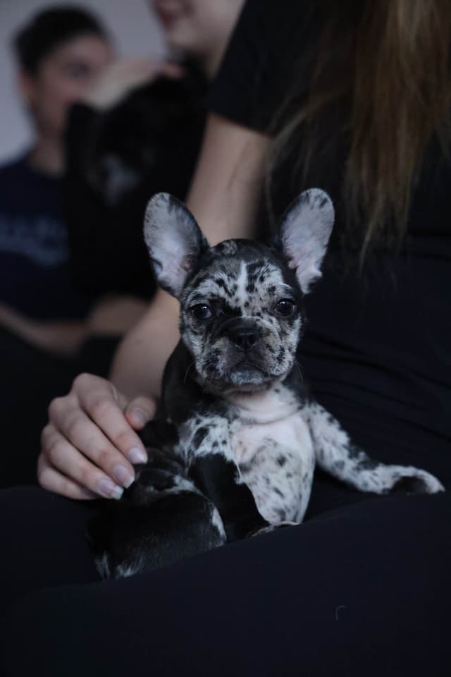 French Bulldog Puppies media 2