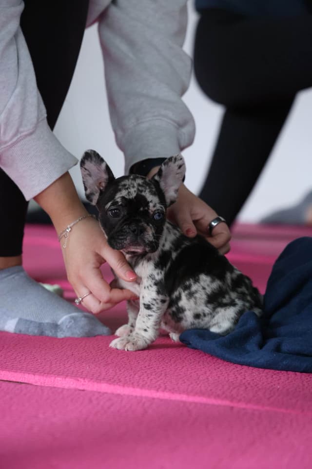 French Bulldog Puppies media 3