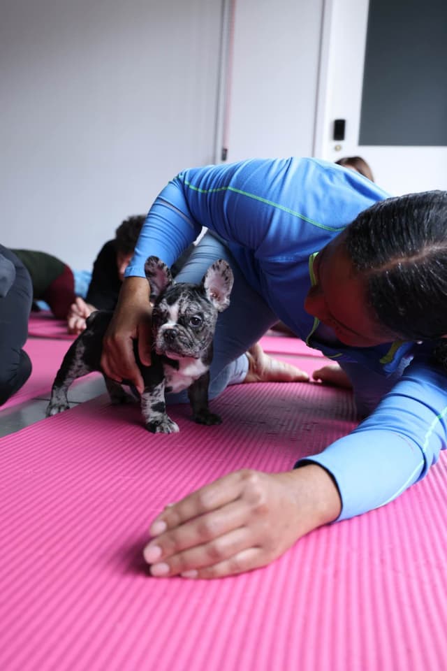 French Bulldog Puppies media 5