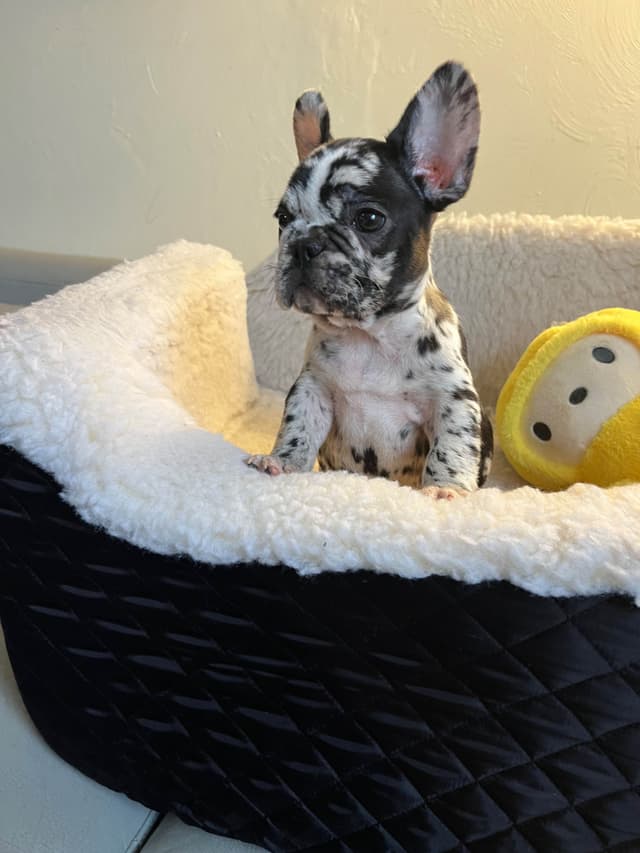 French Bulldog Puppies media 7