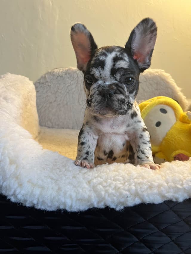 French Bulldog Puppies media 8