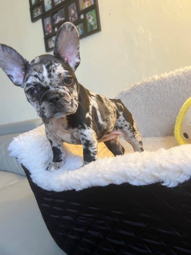 French Bulldog Puppies media 9
