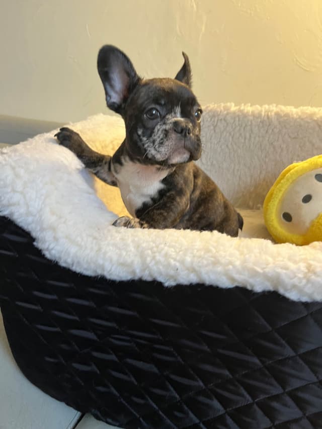 French Bulldog Puppies media 10