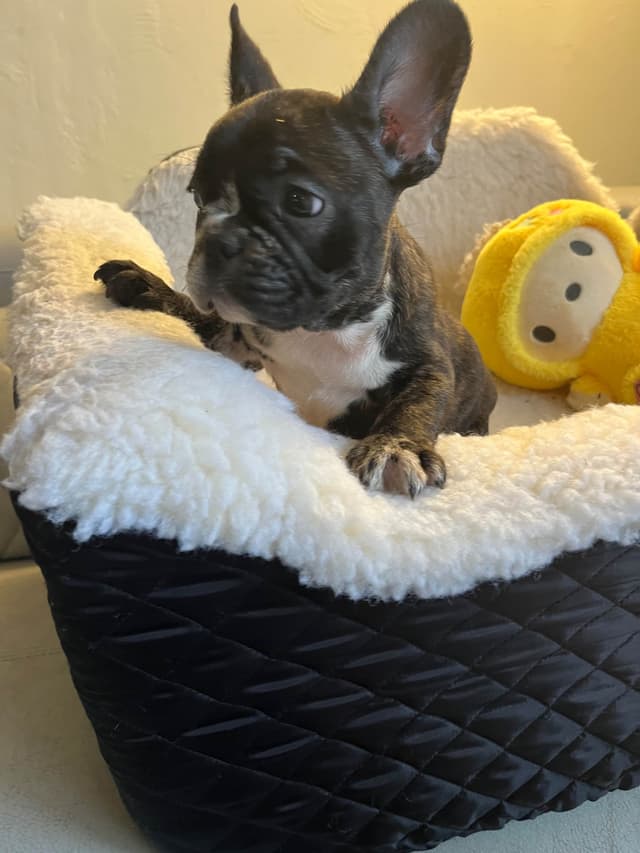 French Bulldog Puppies media 11