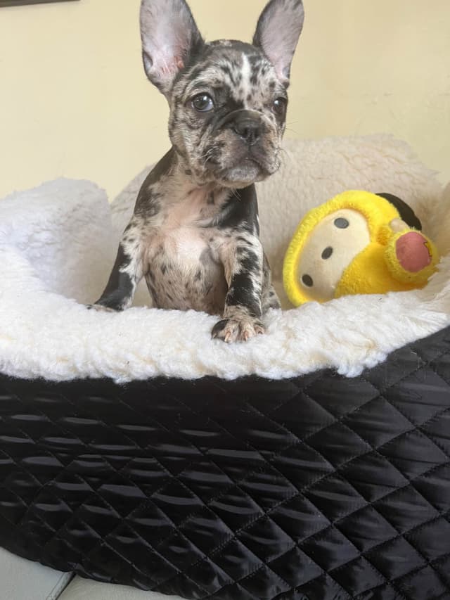 French Bulldog Puppies media 12