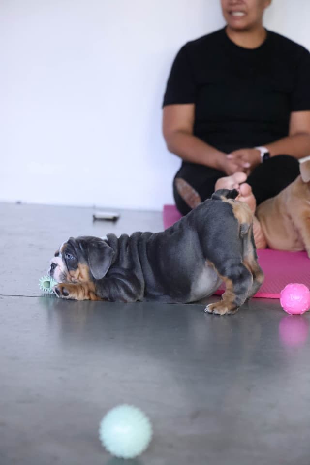 English Bulldog Puppies media 4