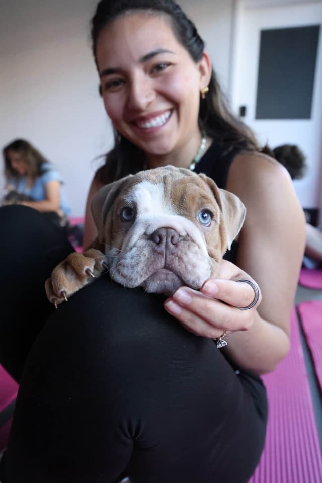 English Bulldog Puppies media 3