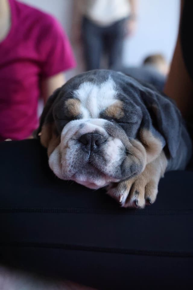 English Bulldog Puppies media 2