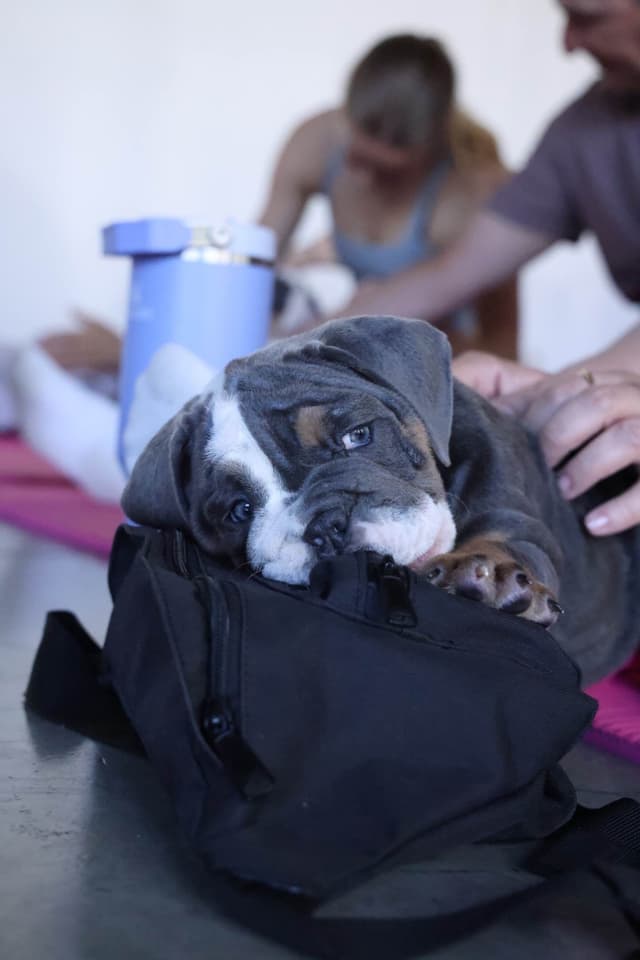 English Bulldog Puppies media 5
