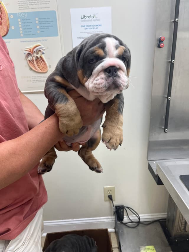 English Bulldog Puppies media 6