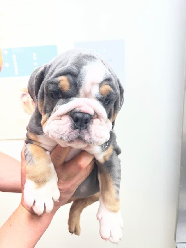 English Bulldog Puppies media 8