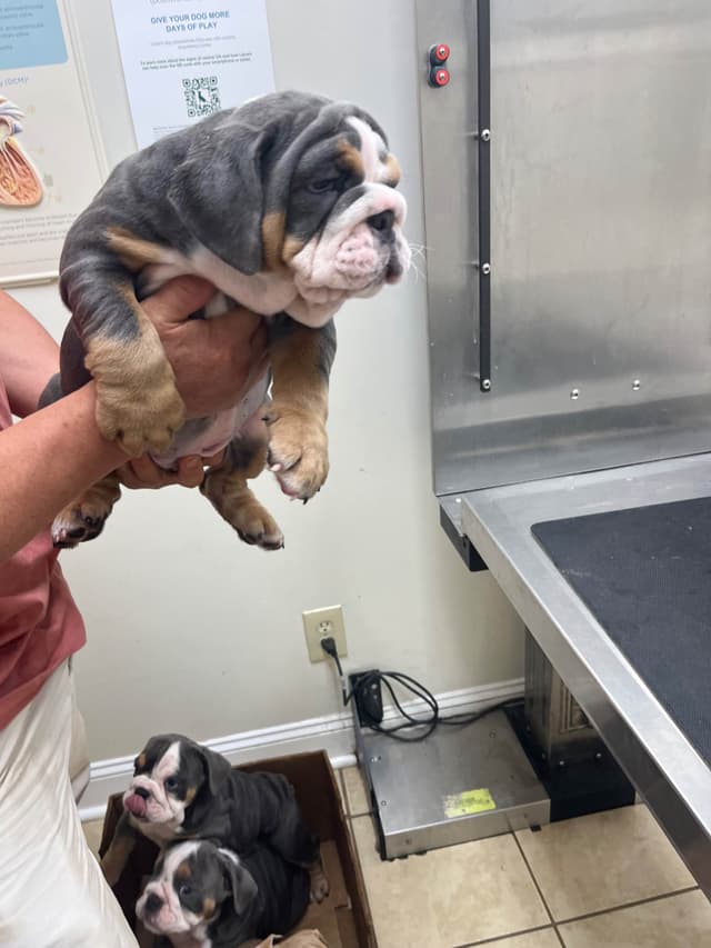 English Bulldog Puppies media 7
