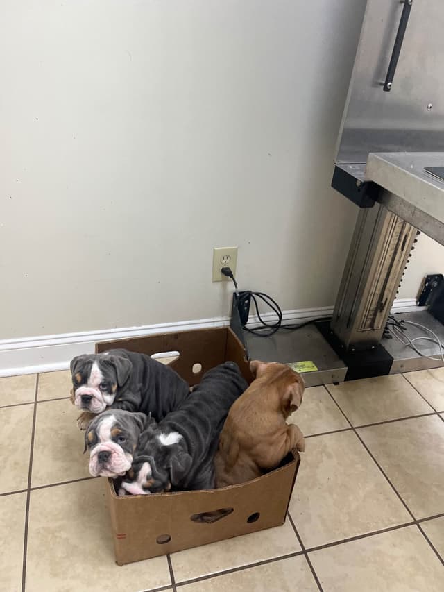 English Bulldog Puppies media 9