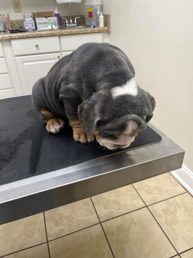 English Bulldog Puppies media 10