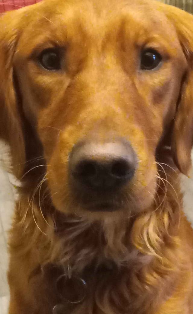 Golden Retriever Puppies media 3