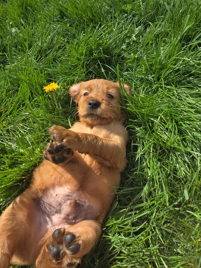 Golden Retriever Puppies media 4