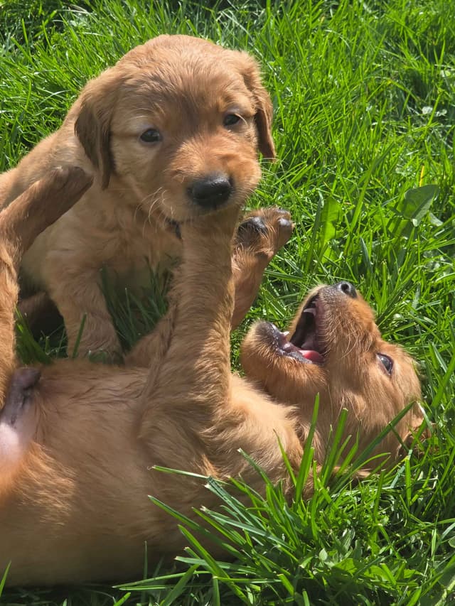 Golden Retriever Puppies media 5