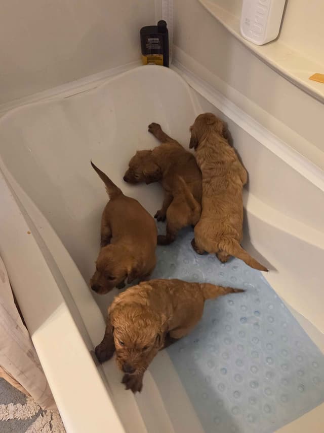 Golden Retriever Puppies media 7