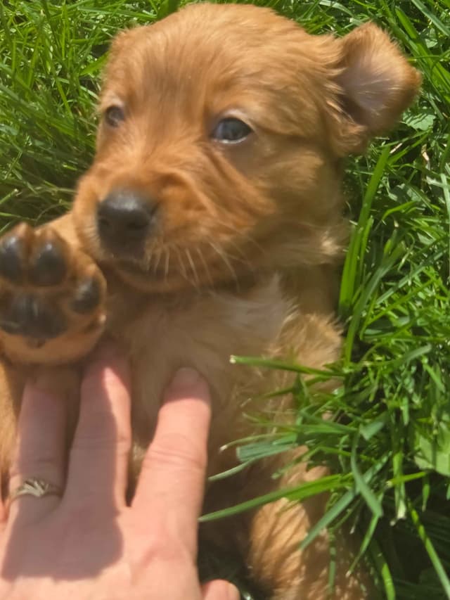 Golden Retriever Puppies media 8