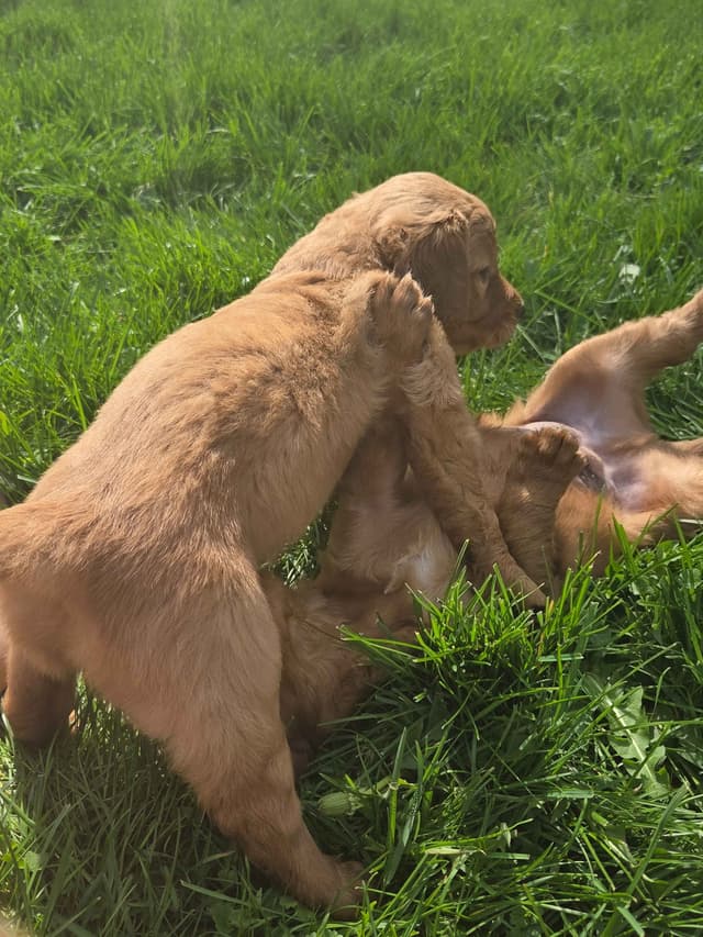 Golden Retriever Puppies media 9