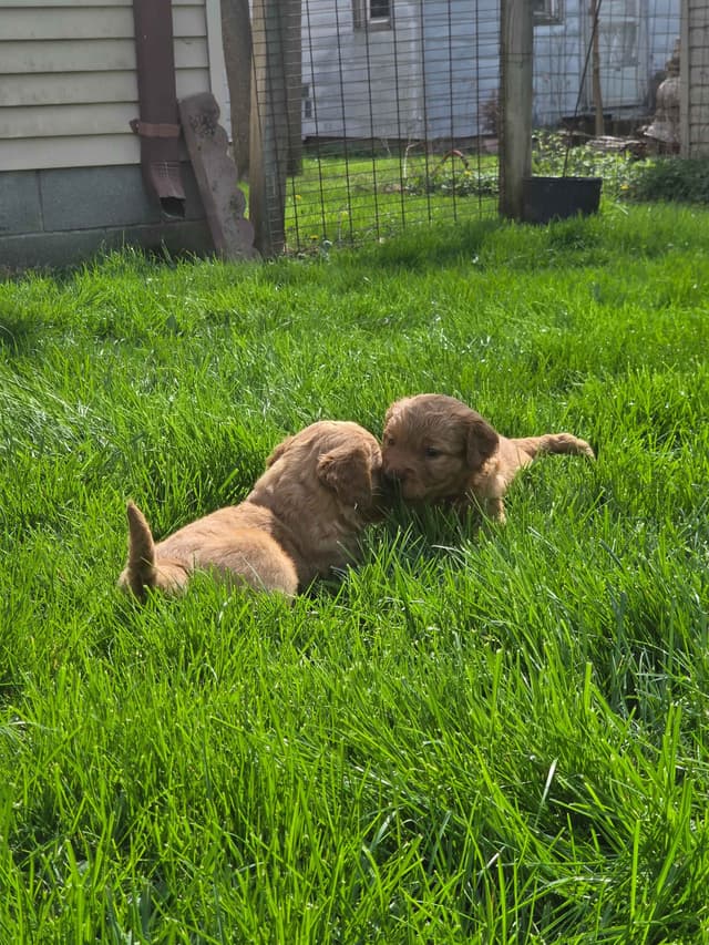 Golden Retriever Puppies media 10