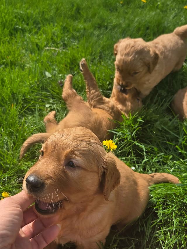 Golden Retriever Puppies media 11