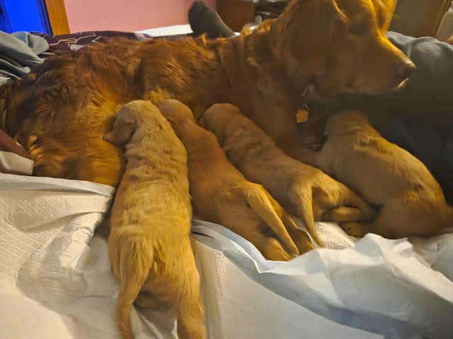 Golden Retriever Puppies media 12