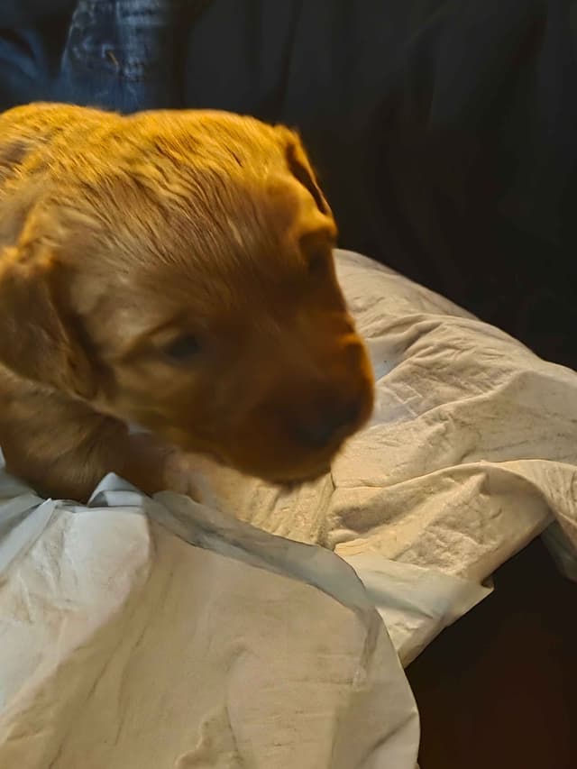 Golden Retriever Puppies media 14