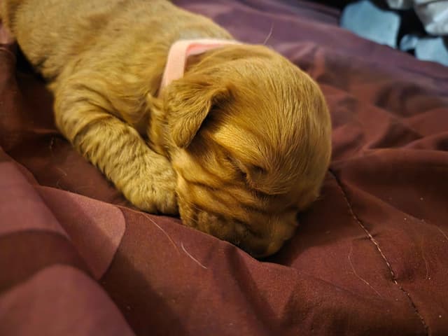 Golden Retriever Puppies media 15