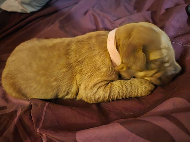 Golden Retriever Puppies media 17