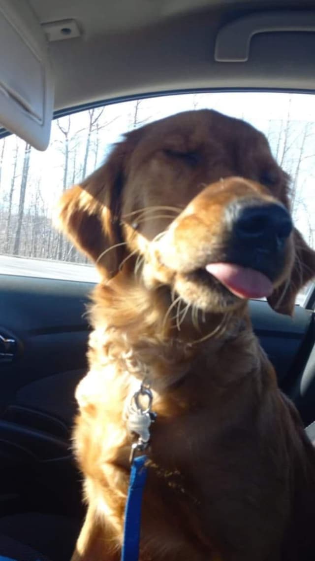 Golden Retriever Puppies media 18