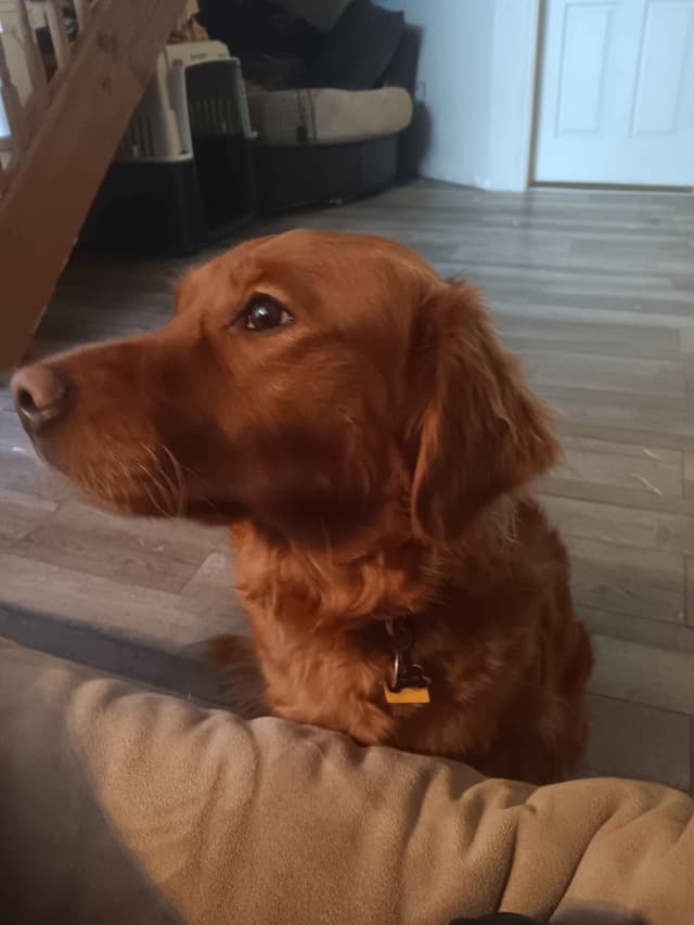 Golden Retriever Puppies media 19