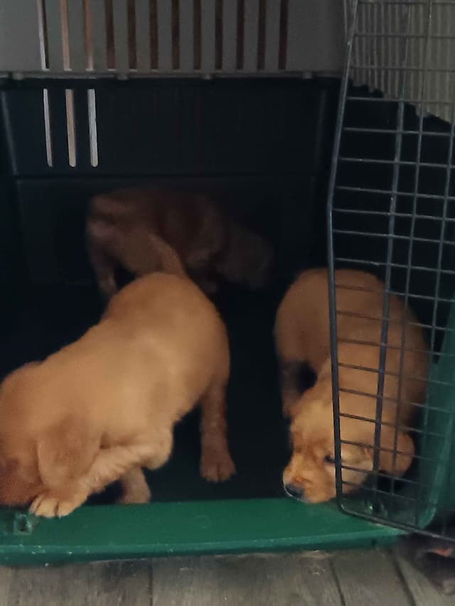 Golden Retriever Puppies media 20