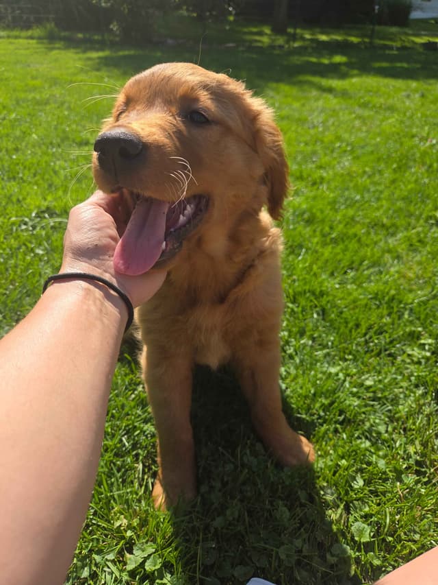 Golden Retriever Puppies media 23
