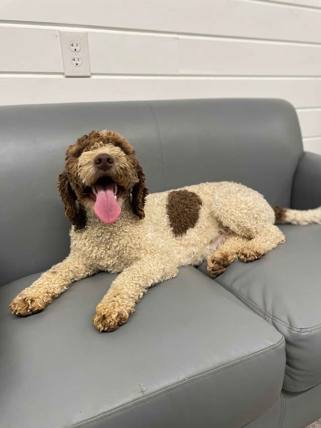 Highland Acres Spanish Water Dogs media 2