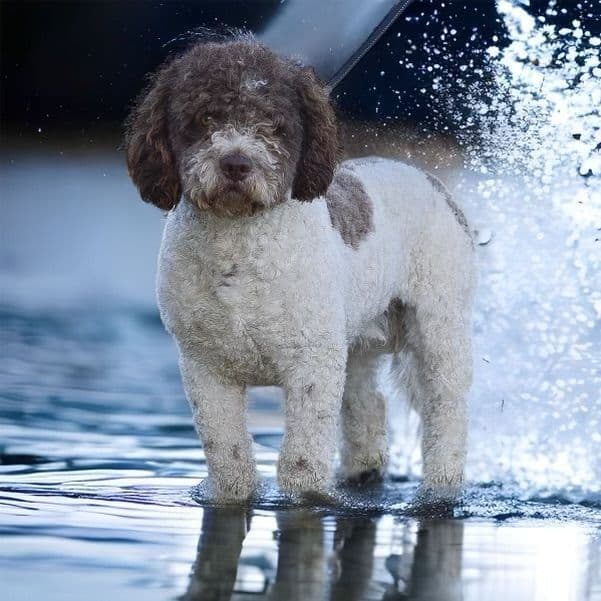 Highland Acres Spanish Water Dog Puppies media 9