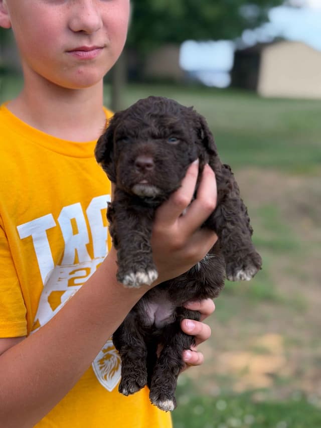 Highland Acres Spanish Water Dog Puppies media 2