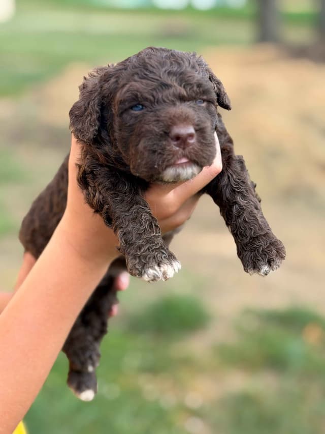 Highland Acres Spanish Water Dog Puppies media 3