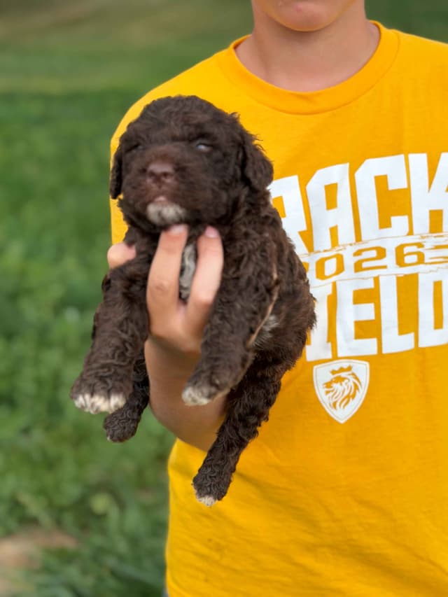Highland Acres Spanish Water Dog Puppies media 4