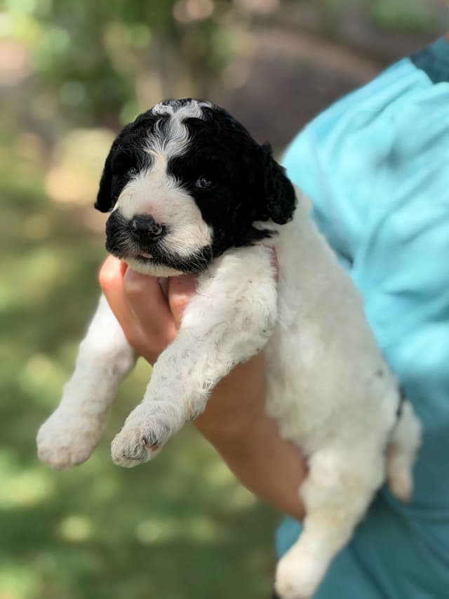 Highland Acres Spanish Water Dog Puppies media 5