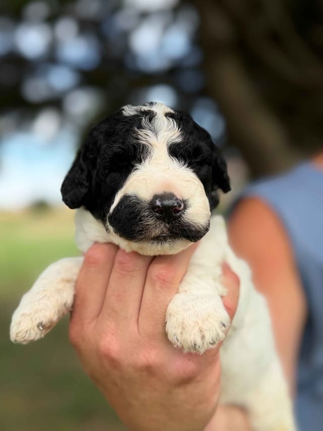 Highland Acres Spanish Water Dog Puppies media 6