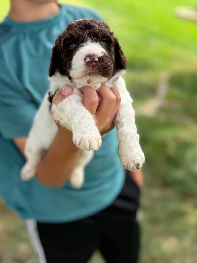 Highland Acres Spanish Water Dog Puppies media 7