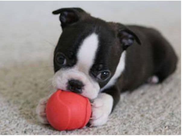 Boston Terrier pups! Brindle/whites breeder image 1
