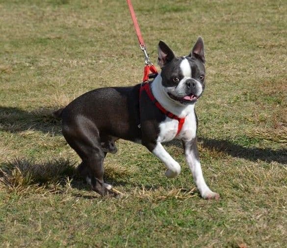 Boston Terrier pups! Brindle/whites breeder image 2
