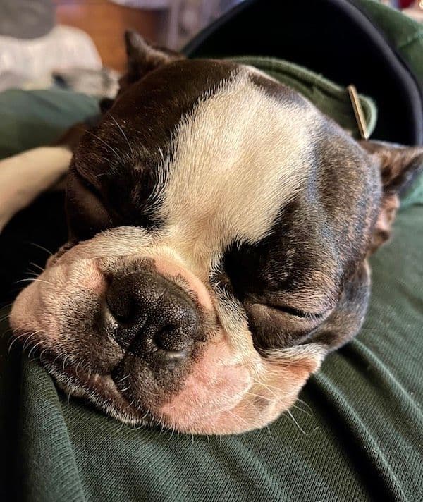 Boston Terrier pups! Brindle/whites breeder image 3