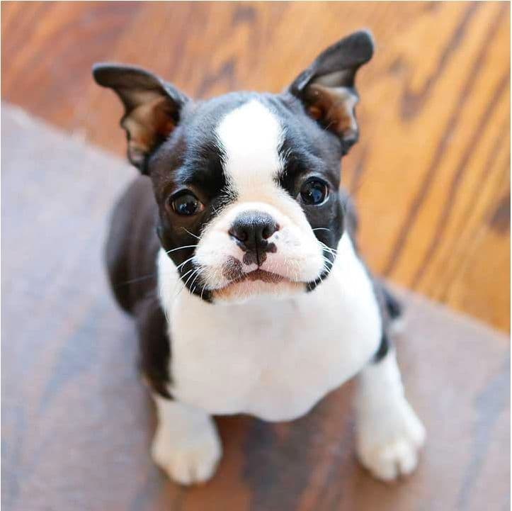 Boston Terrier pups! Brindle/whites breeder image 4