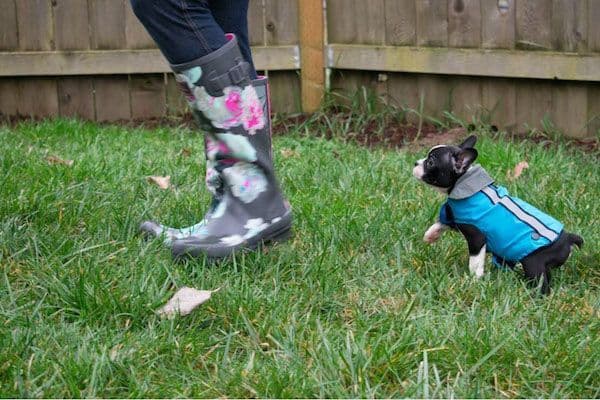 Boston Terrier pups! Brindle/whites breeder image 5