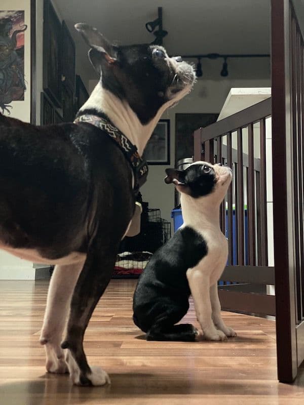 Boston Terrier pups! Brindle/whites breeder image 6